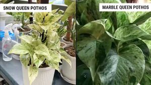 Snow Queen Pothos vs Marble Queen Pothos