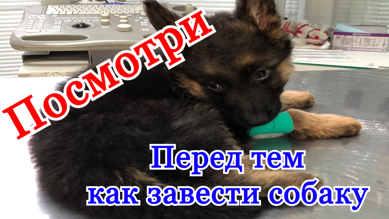 Немецкая овчарка щенок ЗАБОЛЕЛ. Собака лучший друг человека.