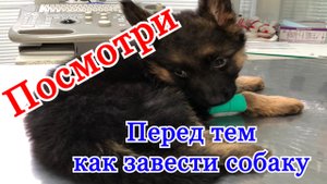 Немецкая овчарка щенок ЗАБОЛЕЛ. Собака лучший друг человека.
