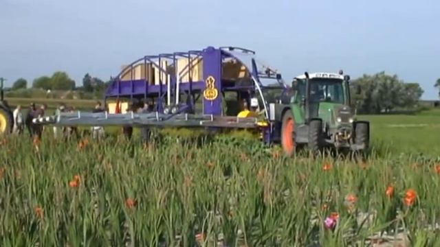 VDR-AP Gladiolen oogstmachine смотреть онлайн