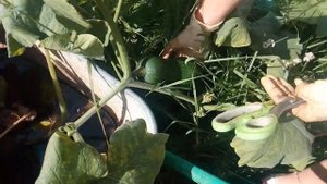 Урожай патиссонов на сенной грядке в открытом грунте