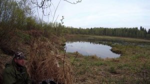 Охота весной на селезня 2023