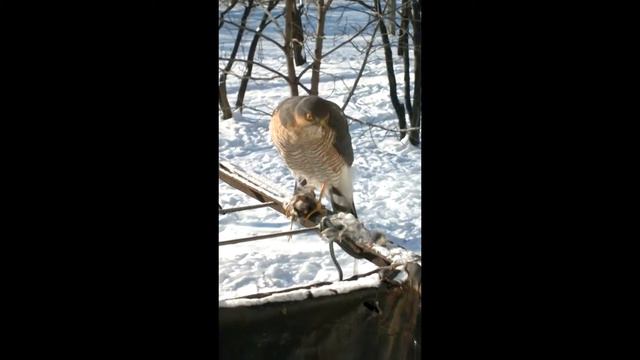 Ястреб- тетеревятник. смотреть онлайн