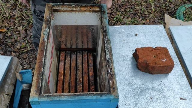 Пчеловодство. Ревизия пчёл. Как выбрали отводки позднюю подкормку в ноябре. #подкормка_пчёл #сироп смотреть онлайн