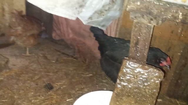 Новый петух Брекель серебро и курочка амераукана)) смотреть онлайн