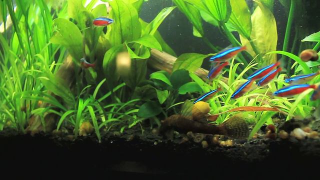 Красные неоны отжимают еду у сома присоски смотреть онлайн