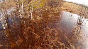 Весенняя охота 2019 добываем хохлатую чернеть из засидки по колено в воде.