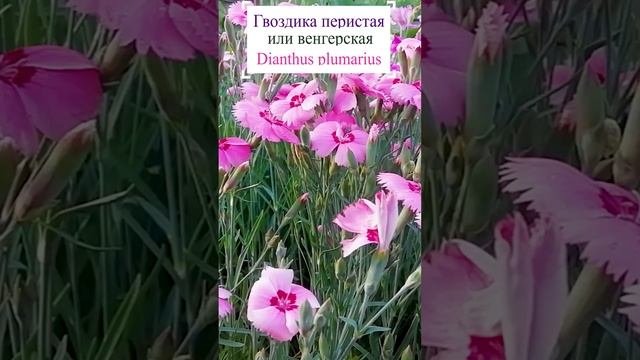 Гвоздика перистая, или венгерская. (Dianthus plumarius)?