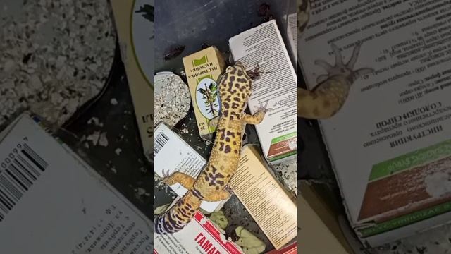 Лентяй Марти не в восторге от охоты на тараканов...