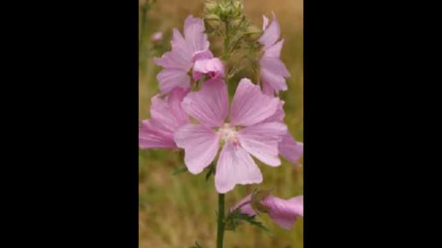 Pink mallow flower ideas смотреть онлайн