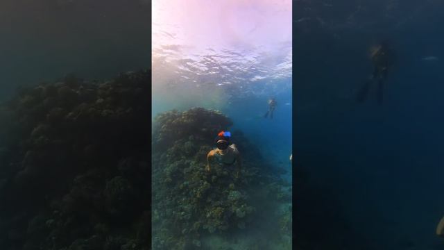 Free-Diving | Sinai