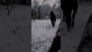 Карачаевская порода лошади. Карачаевские кони, это целая находка!