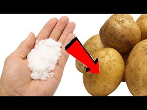 НИКОГДА Не Сажайте Картошку Без Этого! При посадке картофеля всыпьте горсть этого средства!.mp4
