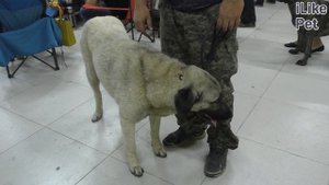 Анатолийская овчарка (Карабаш) на ilikepet. Особенности породы, уход