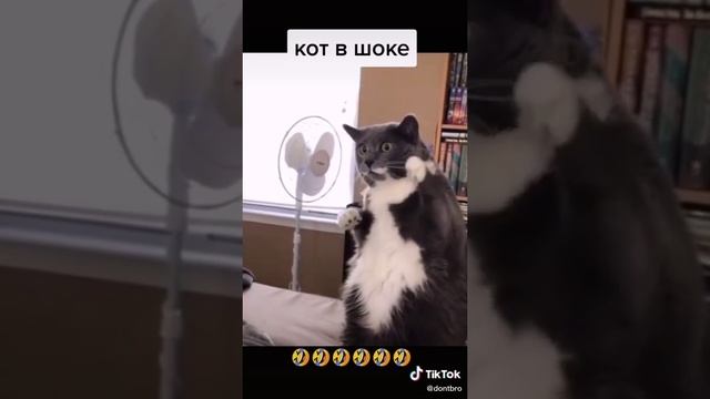 VID-20211111-WA0003.mp4 смотреть онлайн