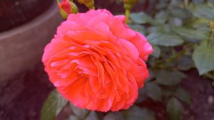 Прогулка по саду (14.07.23г.) Цветение моих неукрывных роз : Черри герл, Лариса, Мидсаммер.