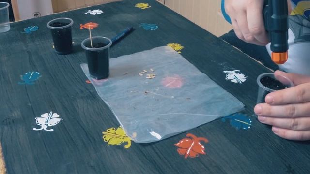 Проверяем семена  картофеля на всхожесть.  Как получить молодой картофель супер супер элита