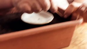 КАК СЕЯТЬ ЦИНЕРАРИЮ ГИБРИДНУЮ.