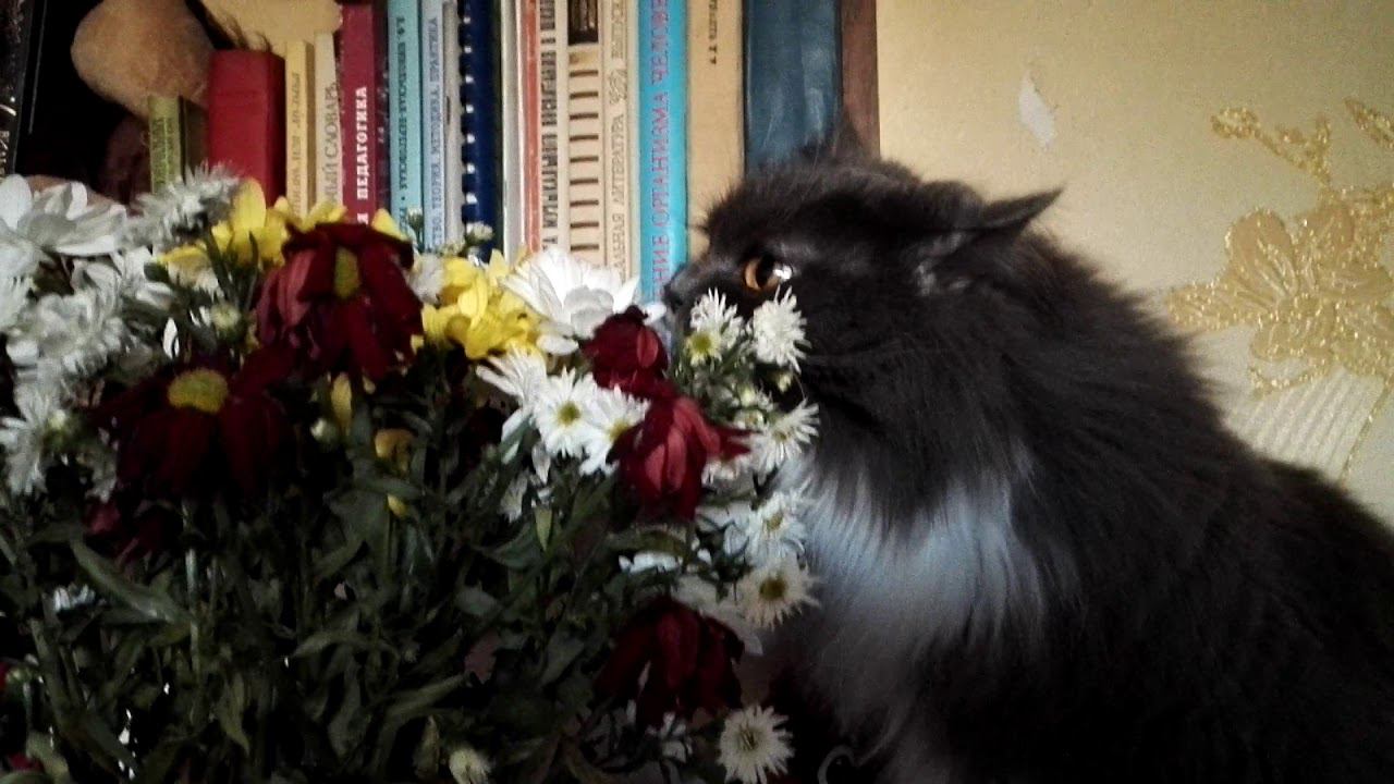 Наша кошка любит цветы ... есть! смотреть онлайн