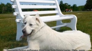 Запрещенные породы собак в России: список