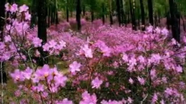 49 МЕЛОДИИ ЦВЕТОВ БАГУЛЬНИК 2 смотреть онлайн