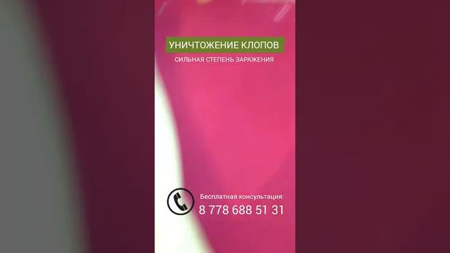 Травля клопов в Нур-Султане смотреть онлайн