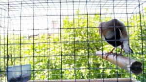 Щегол - пение.