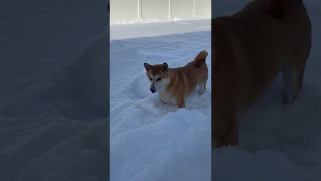 Einstein Enjoying the snow