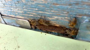 КТЫРИ И СТРЕКОЗЫ-ВРАГИ МЕДОНОСНЫХ ПЧЁЛ.