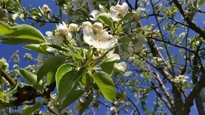 Цветут фруктовые деревья