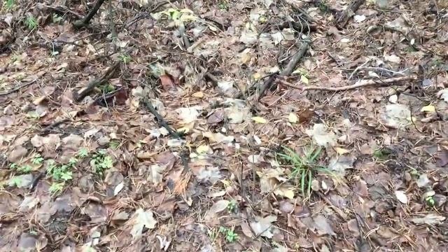 Польза и опасность хвойного опада.