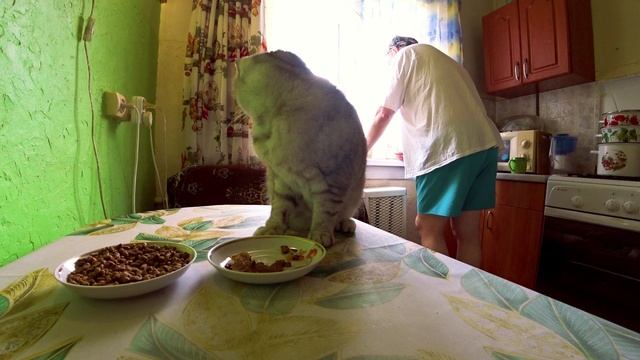 Покорми кота! #кот #мойкот #котик #кошки