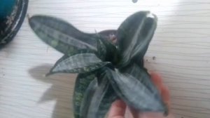 "Сансиеверия Ханни Сильвер зебра"