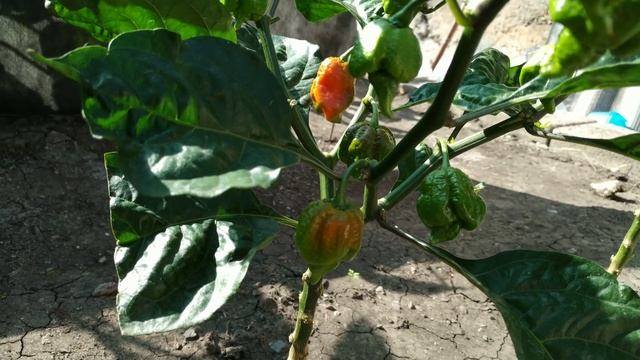 Каролина рипер на стадии созревания смотреть онлайн