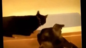 Коты веселятся  Смешные кошки