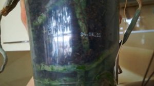 ТРИ ОРХИДЕИ САМОУБИЙЦЫ))) МОИ КРАСАВИЦЫ ❣️😍❤️👍#orhids #PHALAENOPSIS #ORJIDEA #FLOR ❣️❤️🧡💛🌱🦋