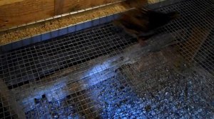 Определяем пол перепелок Фараон в возрасте 23 дня.