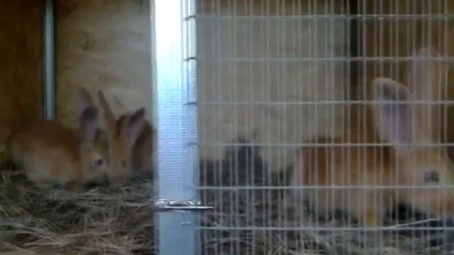 Разведение кроликов содержание кормление (Кролики породы Бельгийский великан) смотреть онлайн