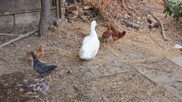 УТКА на ВЫГУЛЕ. Белая утка гуляет с цыплятами смотреть онлайн