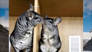 Можно ли содержать двух и более самцов вместе? Однополое содержание шиншилл.