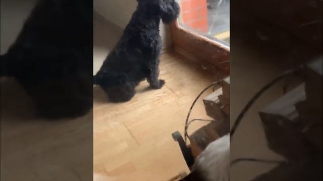 Židinio - krosnelės stiklo valymas be jokios chemijos! Naudojama NanoSilver universali balta šluost смотреть онлайн