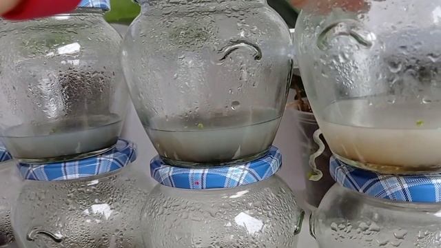 Посев СЕМЯН ОРХИДЕЙ. РЕЗУЛЬТАТЫ ПОСЕВА спустя 2 месяца. смотреть онлайн