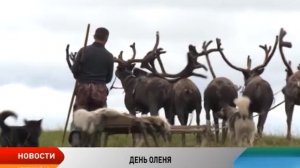 В Ненецкой тундре стартовали праздничные мероприятия, посвященные Дню оленя