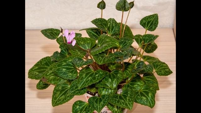 Cyclamen From Seeds. Цикламен из семян.