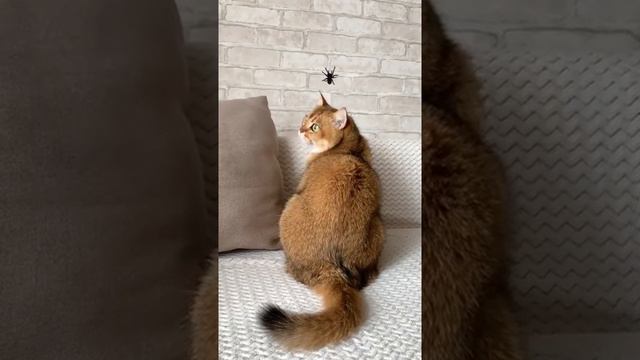 ПОЧЕМУ КОШКА СМОТРИТ В СТЕНУ? #золотаяшиншилла #лучшийкот