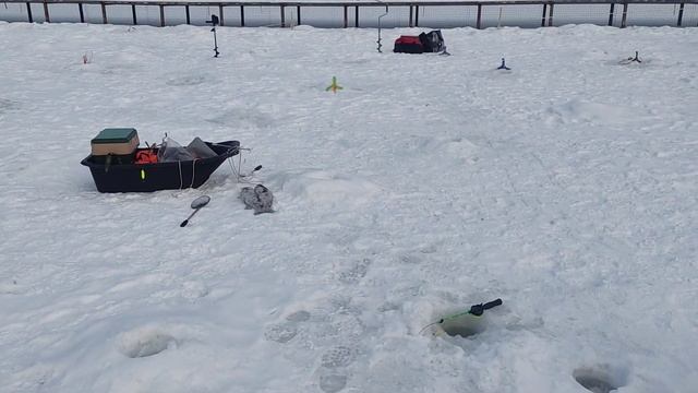 10.03.23.КРХ Белая Дача ,крупная форель ,работают блёсна, раттлины ,паста,малёк!Налим на раттлин!