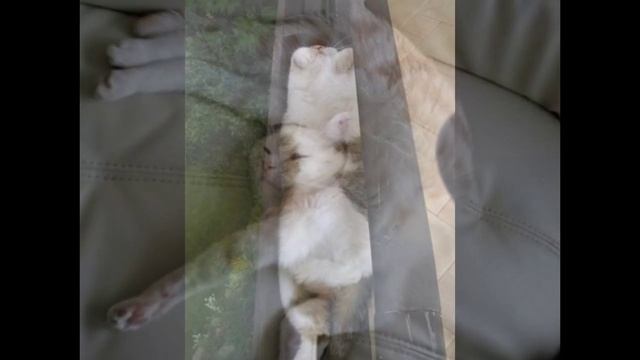 Котики, постигшие искусство «Сон-Фу» смотреть онлайн