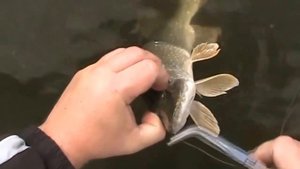 Рыбалка на Ахтубе спиннингом осенью в улове судак и ...