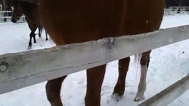 КСК Белый единорог(3) смотреть онлайн