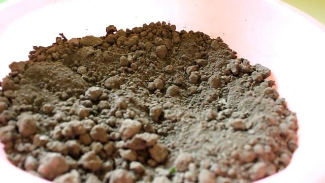 Летняя пересадка Розмарина. Признаки, по которым пора пересаживать Розмарин. Обрезка сухих корней.